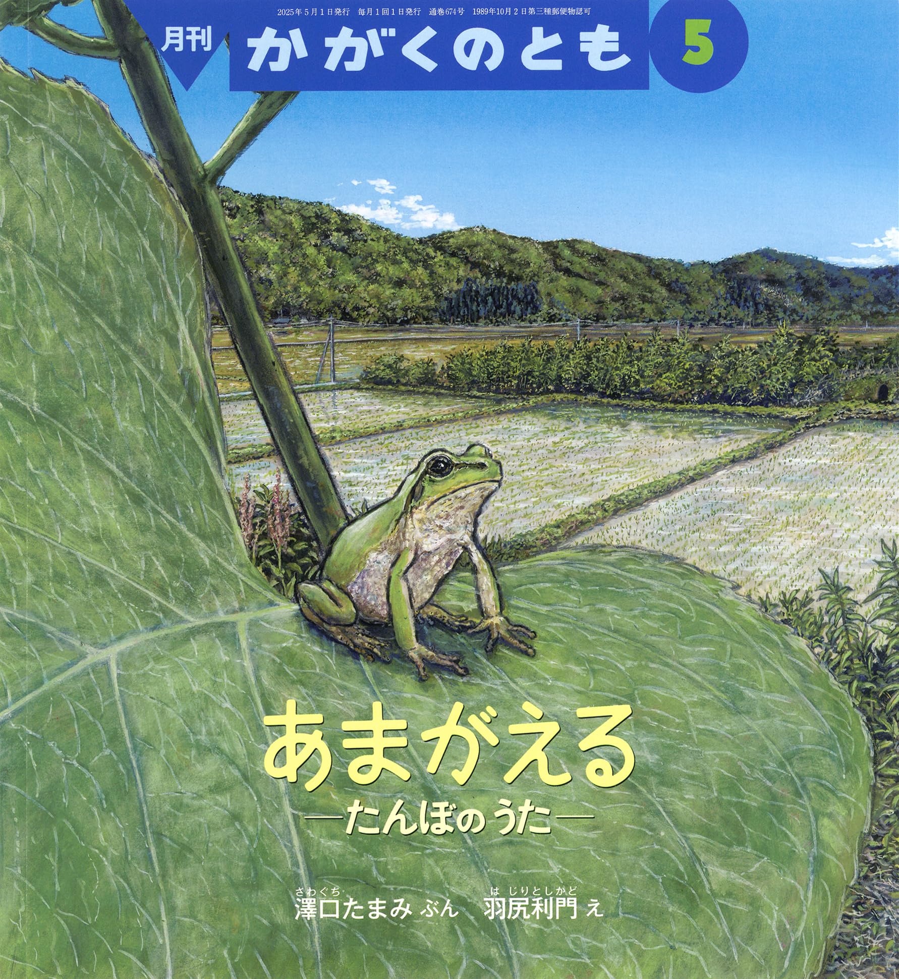 あまがえる たんぼの うた (かがくのとも2025年5月号) | 澤口 たまみ
